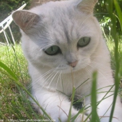 Photo de British shorthair