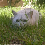 Photo de British shorthair