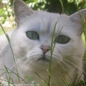 Photo de British shorthair