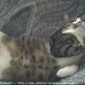 Photo d'American shorthair