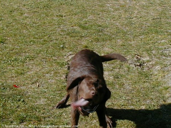 Photo de Labrador retriever