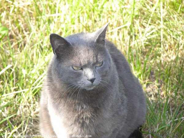 Photo de Chat domestique