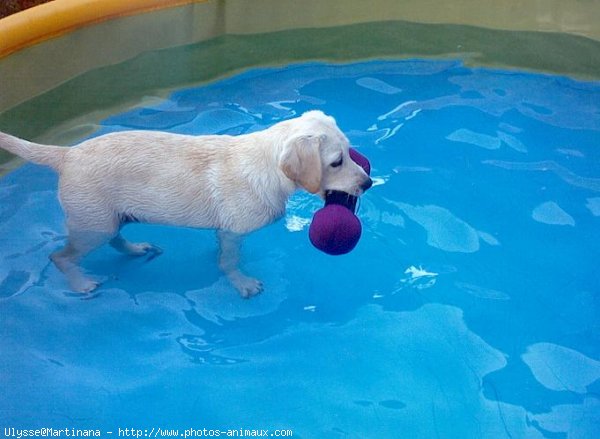 Photo de Labrador retriever