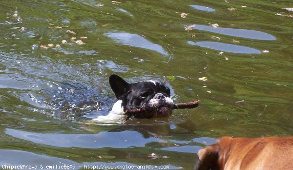 Photo de Bouledogue franais