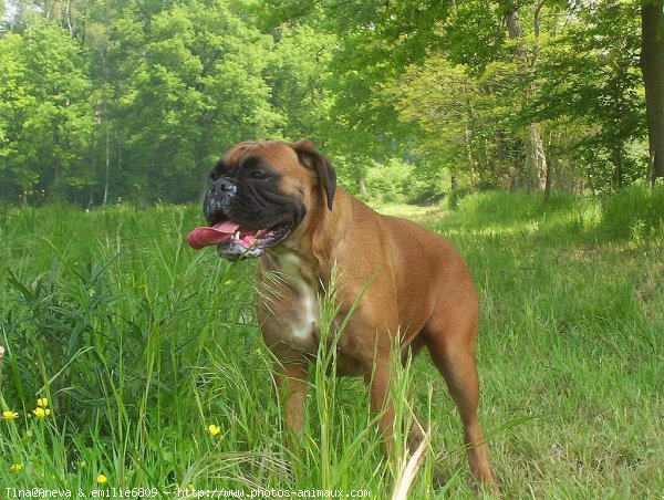 Photo de Boxer