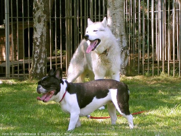 Photo de Races diffrentes