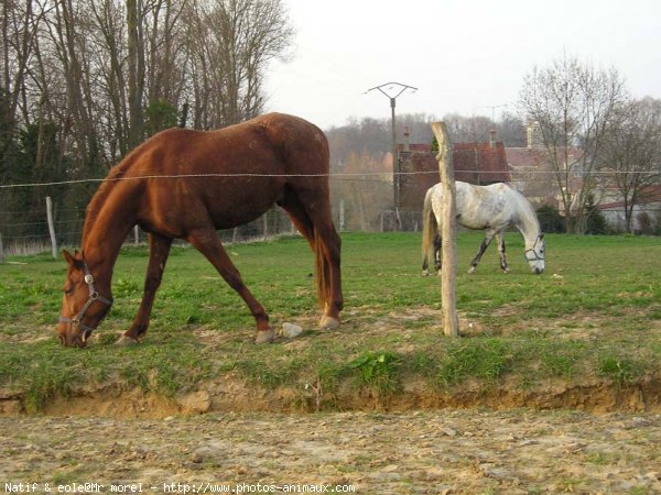 Photo de Trotteur franais