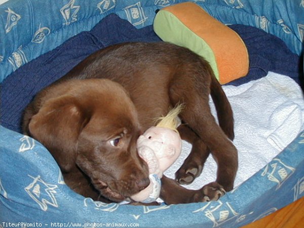 Photo de Labrador retriever