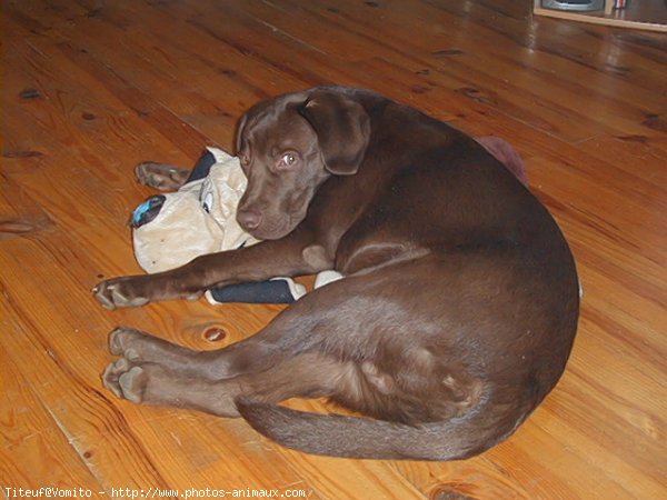 Photo de Labrador retriever