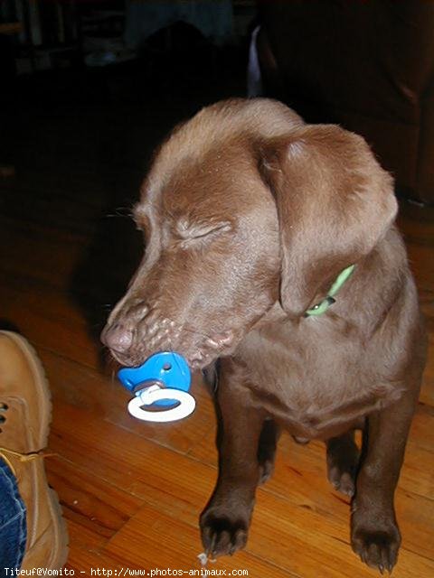 Photo de Labrador retriever