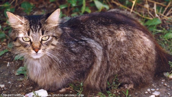 Photo de Chat domestique