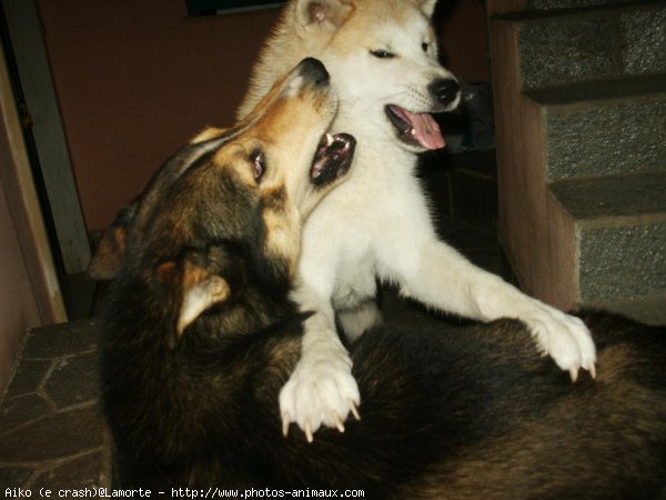 Photo d'Akita inu