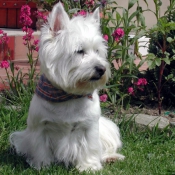 Photo de West highland white terrier