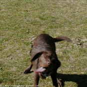 Photo de Labrador retriever