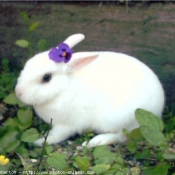 Photo de Lapin