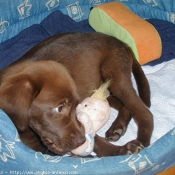 Photo de Labrador retriever