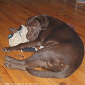 Photo de Labrador retriever