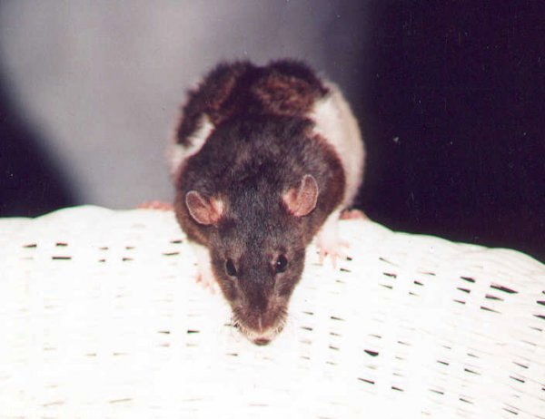 Photo de Rat