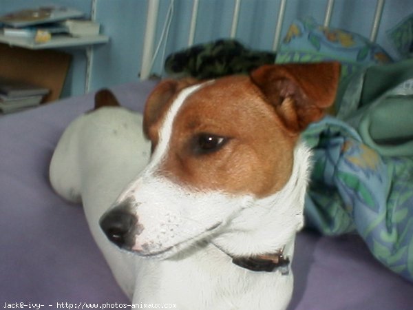 Photo de Jack russell terrier