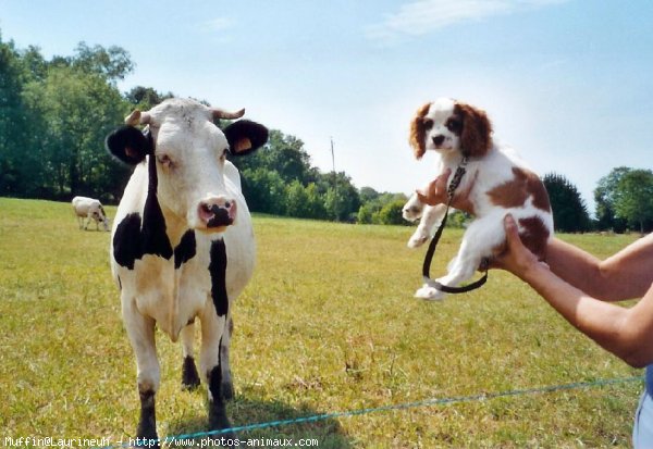 Photo de Cavalier king charles spaniel