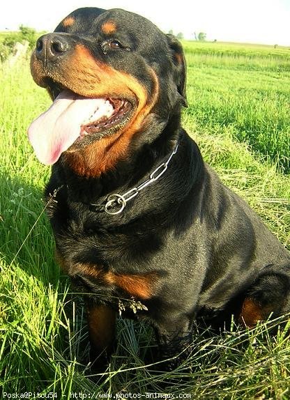 Photo de Rottweiler