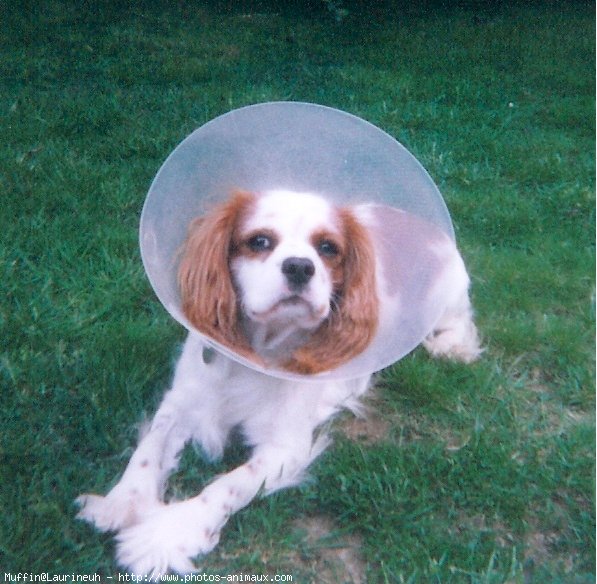 Photo de Cavalier king charles spaniel