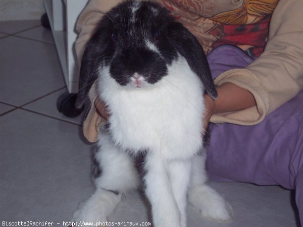 Photo de Lapin