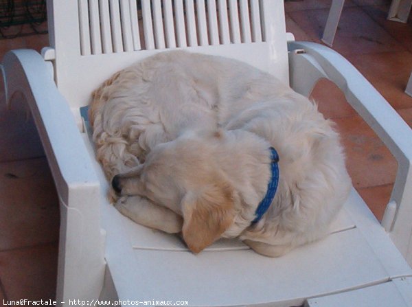 Photo de Golden retriever