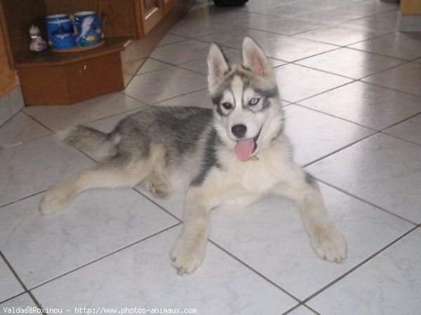 Photo de Husky siberien