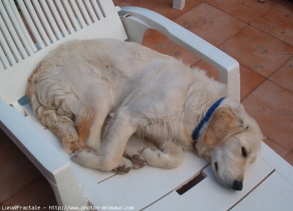 Photo de Golden retriever