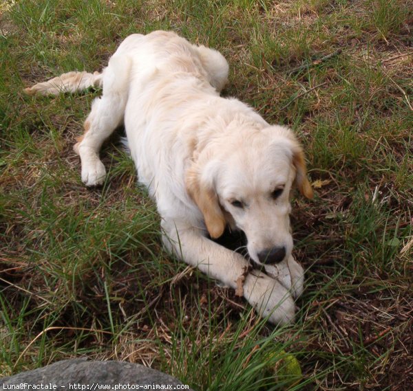 Photo de Golden retriever