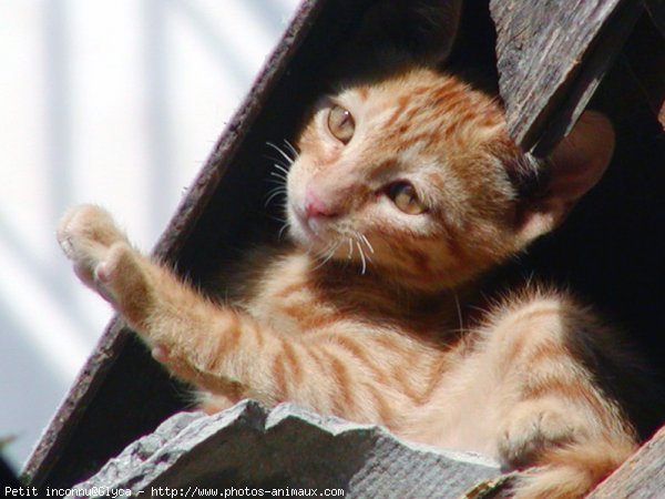 Photo de Chat domestique