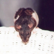 Photo de Rat