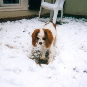 Photo de Cavalier king charles spaniel