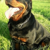 Photo de Rottweiler