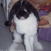 Photo de Lapin