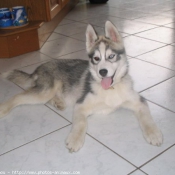 Photo de Husky siberien