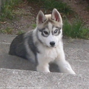 Photo de Husky siberien