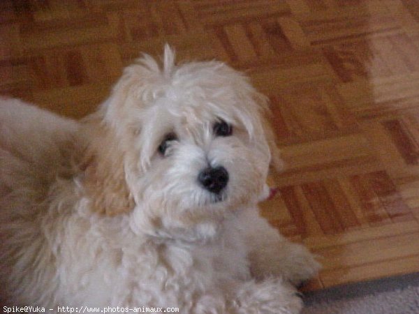 Photo de Bichon maltais