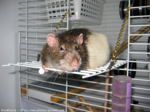 Photo de Rat