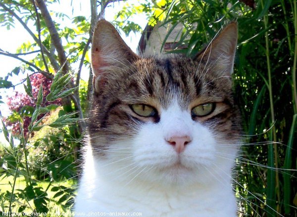 Photo de Chat domestique