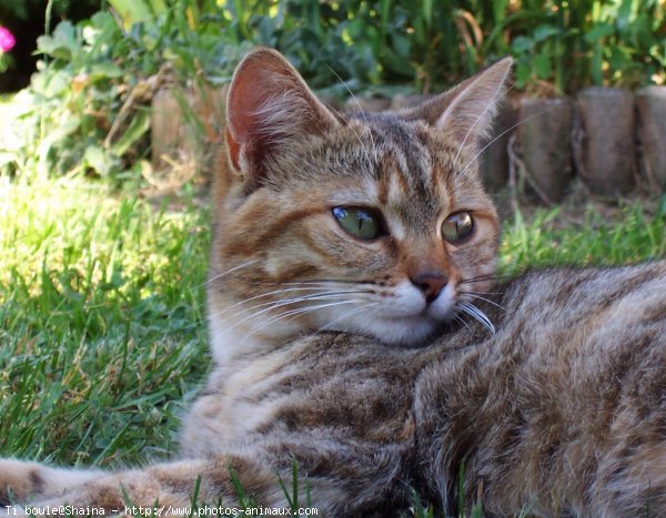 Photo de Chat domestique