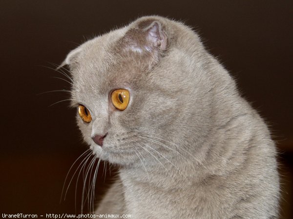 Photo de Scottish fold