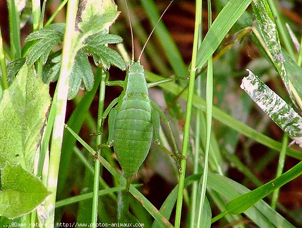 Photo de Sauterelle