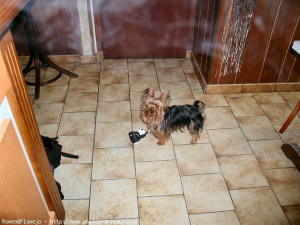 Photo de Yorkshire terrier