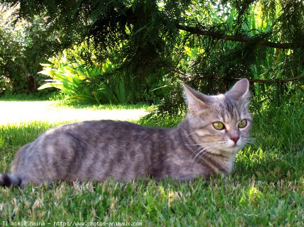 Photo de Chat domestique