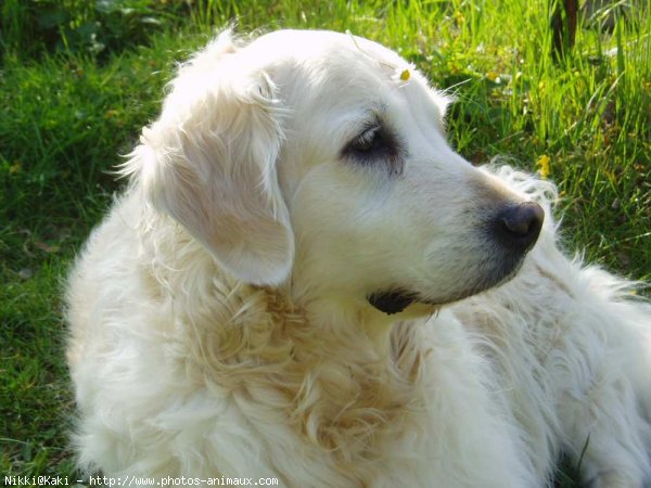 Photo de Golden retriever