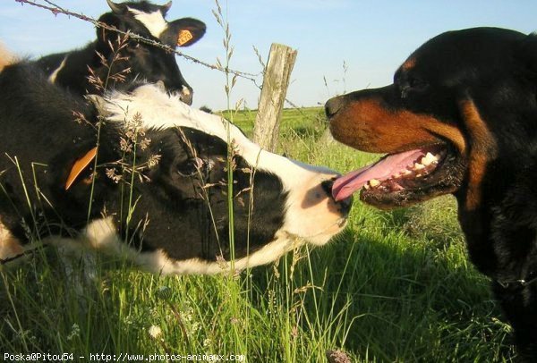 Photo de Rottweiler