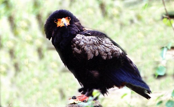 Photo d'Aigle - bateleur des savanes