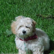 Photo de Bichon maltais